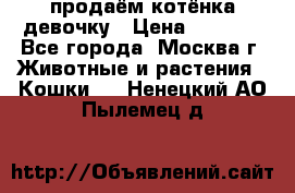 продаём котёнка девочку › Цена ­ 6 500 - Все города, Москва г. Животные и растения » Кошки   . Ненецкий АО,Пылемец д.